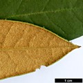 SpeciesSub: subsp. fictolacteum